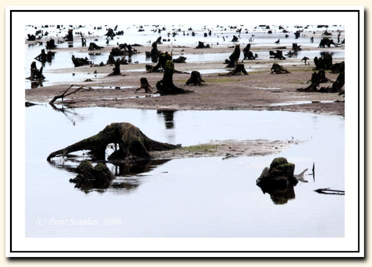 Gearagh, Macroom, Landscape